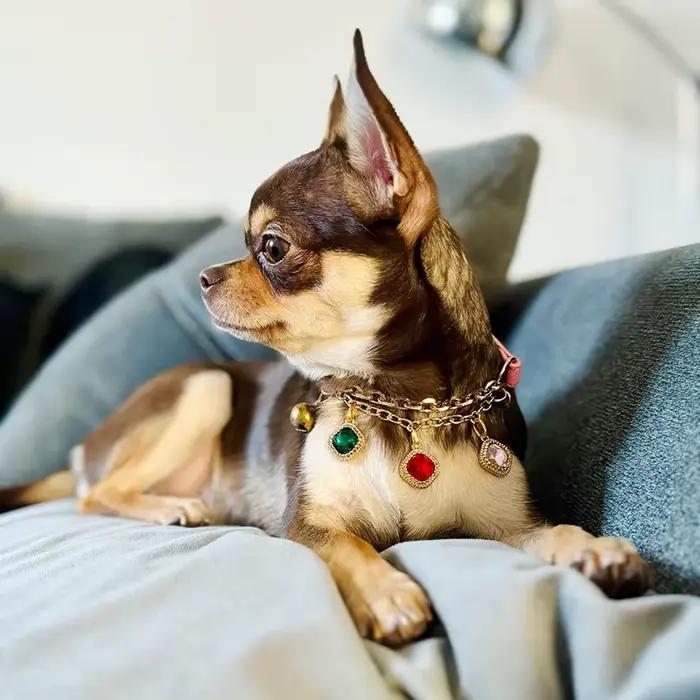 Collier réglable avec pendentif en diamant pour animaux de compagnie