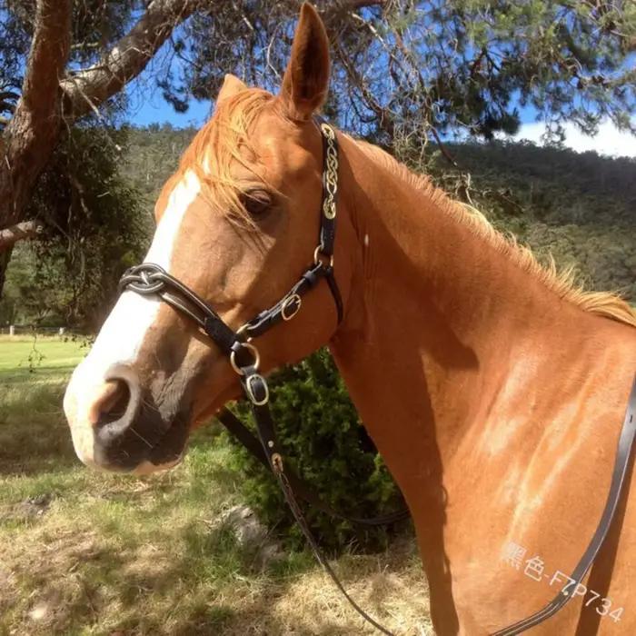 Bridon et Licol en Cuir PU avec Boucle Métallique pour Protéger la Peau du Cheval