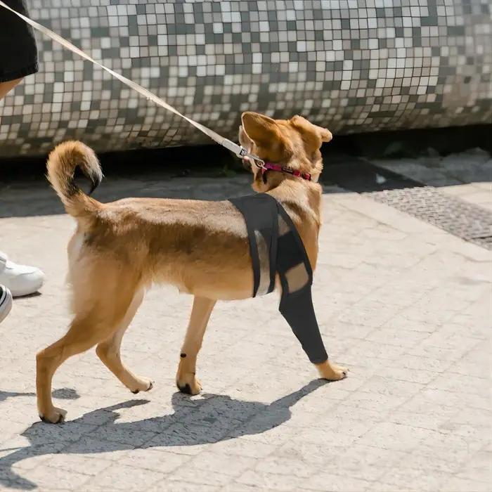 Attelle de soutien pour pattes de chien blessées
