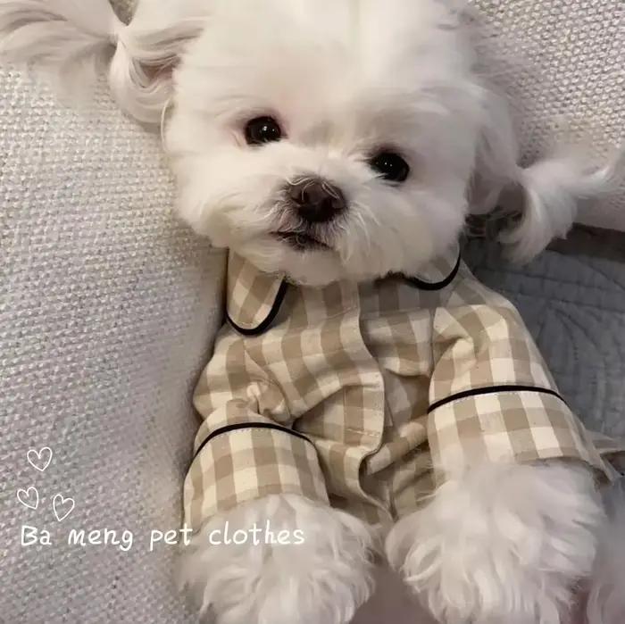 Jupe en tissu respirant pour petits chiens élégante avec motifs animal style pour occasions spéciales et quotidiennes