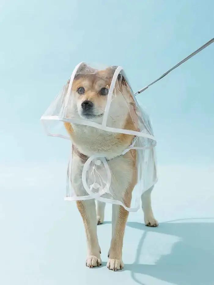 Chiens saute, imperméable transparent avec chapeau