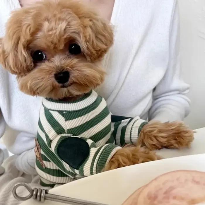 Chemise d'été pour animaux de compagnie